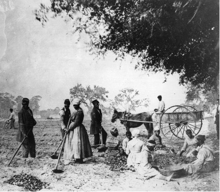 Enslaved workers in rice cultivation fields